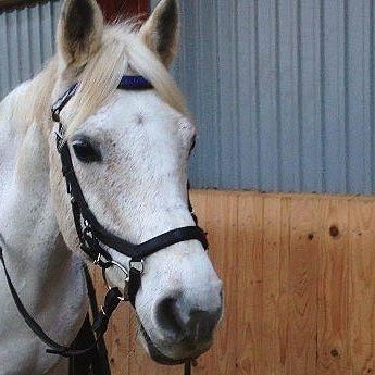 Anden særlig race Amadeus (aka Deuer) billede 6