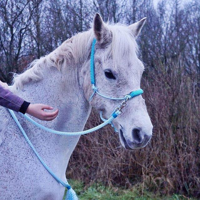 Anden særlig race Amadeus (aka Deuer) billede 8