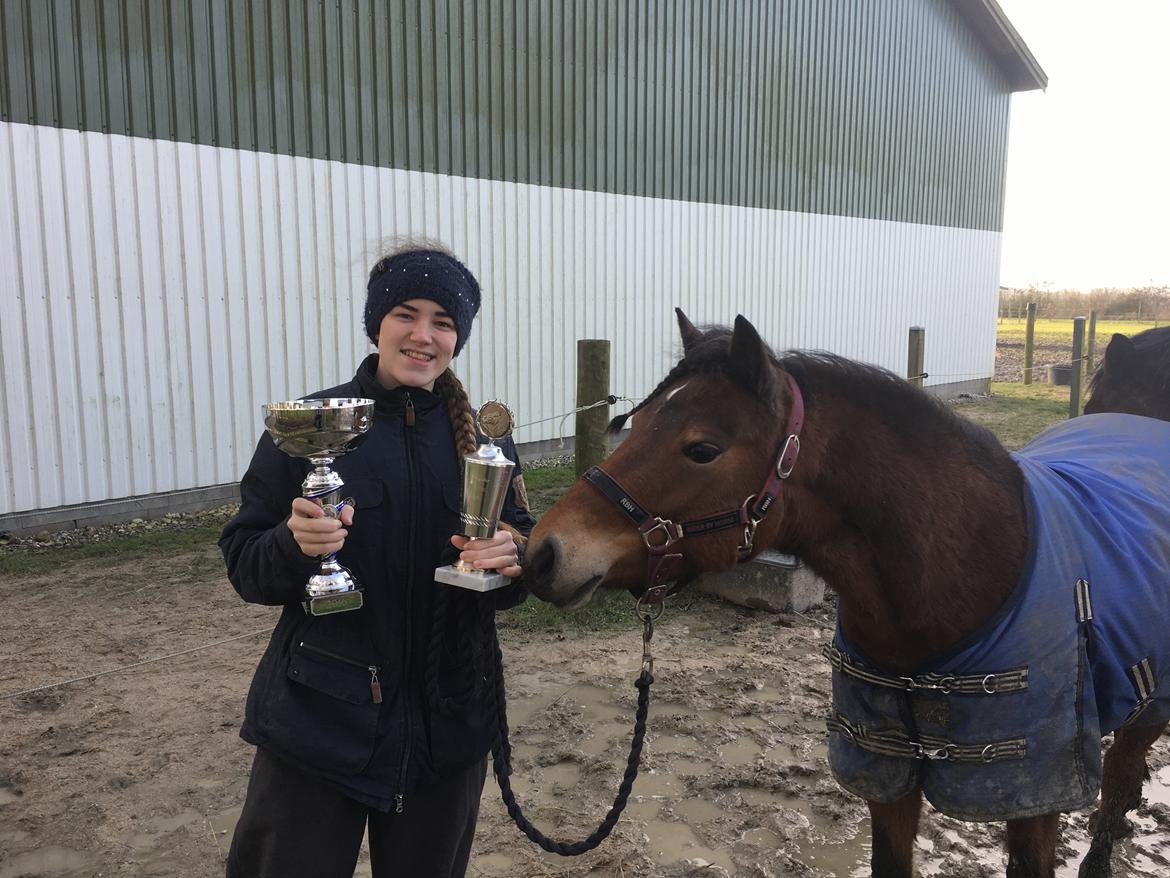 Welsh Partbred (Sec F) Flower - Klubmester 2017 for 4 år i træk! billede 19