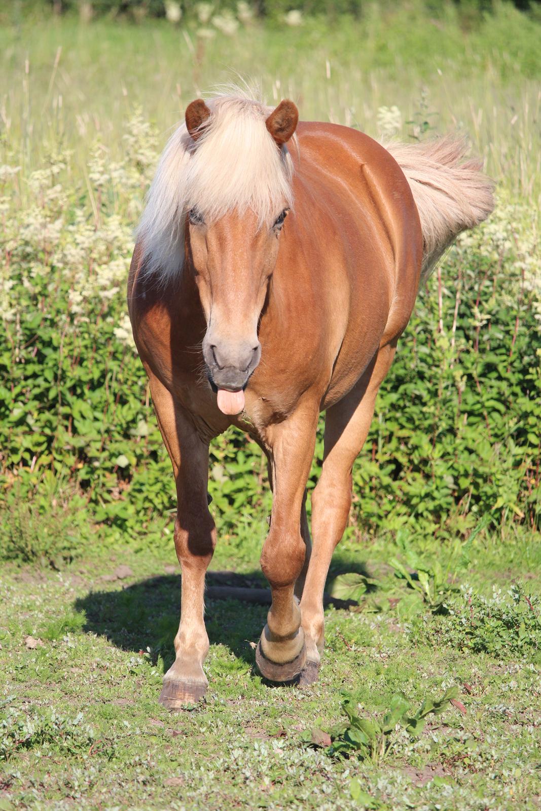 Islænder Neisti fra Skringstrup - ‘’A best friend is that friend who can make you laugh even when you bet on never smiling again’’ <3 billede 16