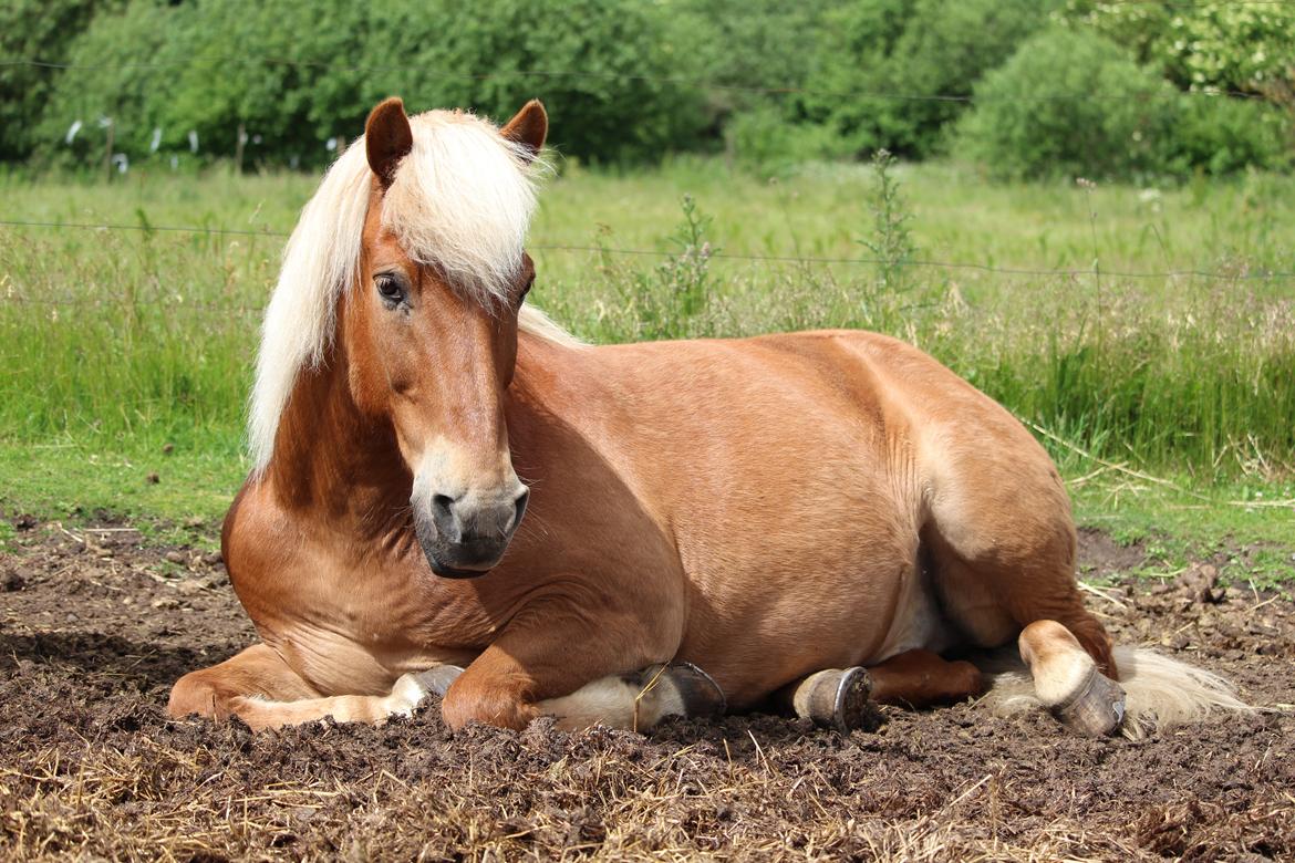 Islænder Neisti fra Skringstrup - Smukke. <3 billede 8