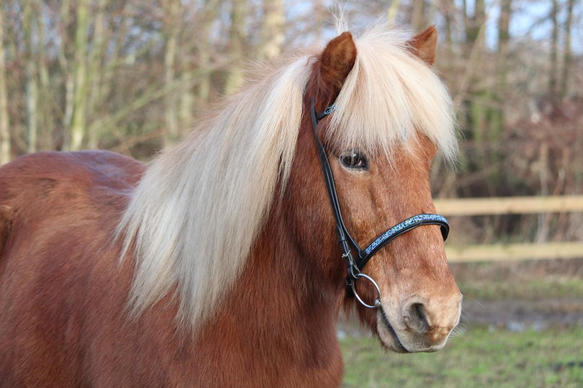 Islænder Neisti fra Skringstrup billede 12