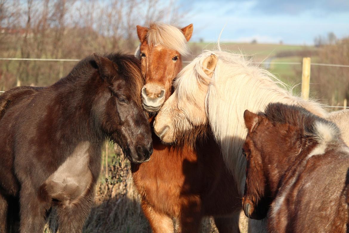 Islænder Neisti fra Skringstrup billede 19