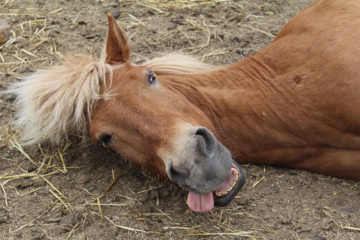 Islænder Neisti fra Skringstrup - Fjollehoved. <3 billede 18