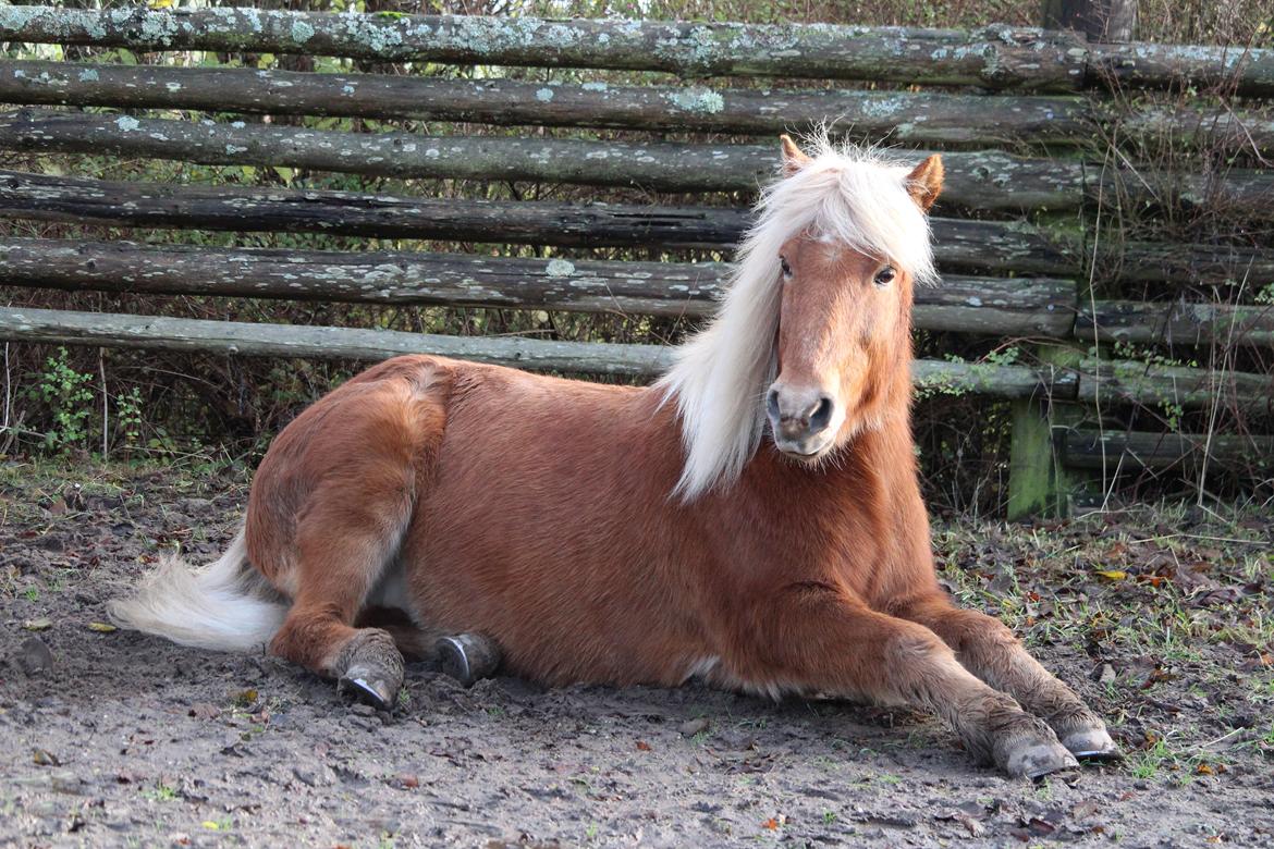 Islænder Neisti fra Skringstrup billede 17