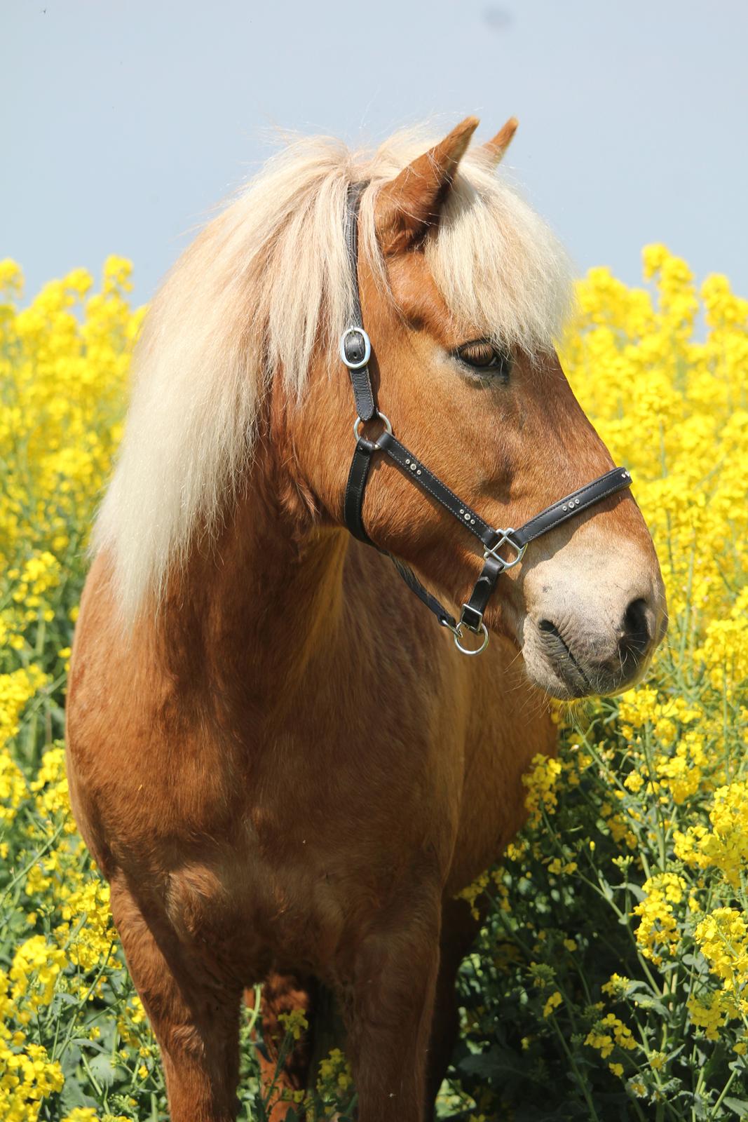 Islænder Neisti fra Skringstrup billede 6