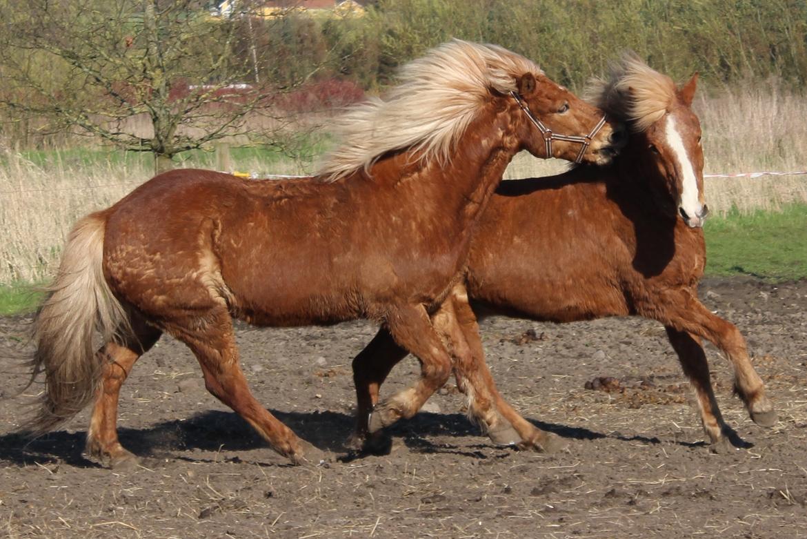 Islænder Neisti fra Skringstrup - Neisti og Reimar. <3 billede 10