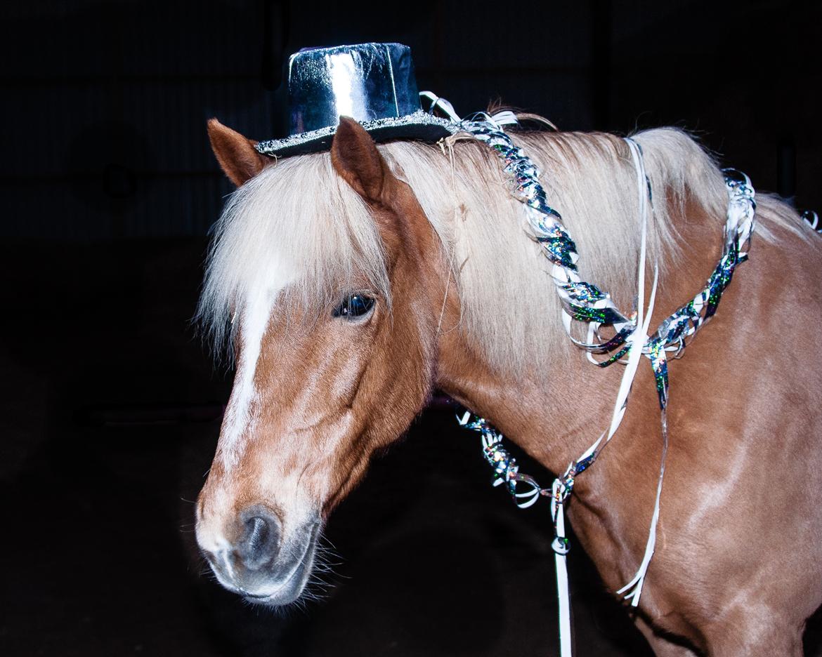 Haflinger Katarina *bronze vinder ved haflinger DM 2016* - Nytår 2017 billede 19