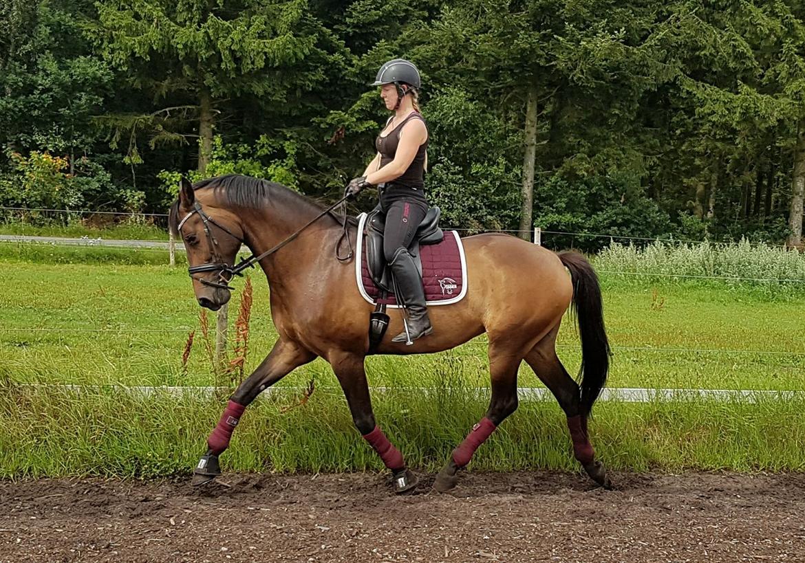 Dansk Varmblod Lisbjerggaards tiramisu - juli 2017 billede 3