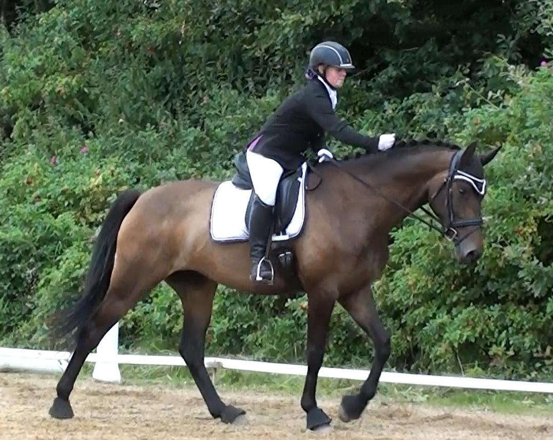 Dansk Varmblod Lisbjerggaards tiramisu - stævne august 2017, jeg var gravid i uge 26 der ♡ billede 4