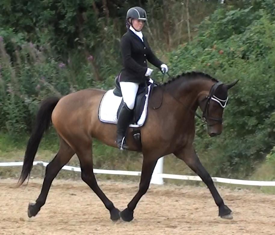 Dansk Varmblod Lisbjerggaards tiramisu - stævne august 2017, jeg var gravid i uge 26 der ♡ billede 5