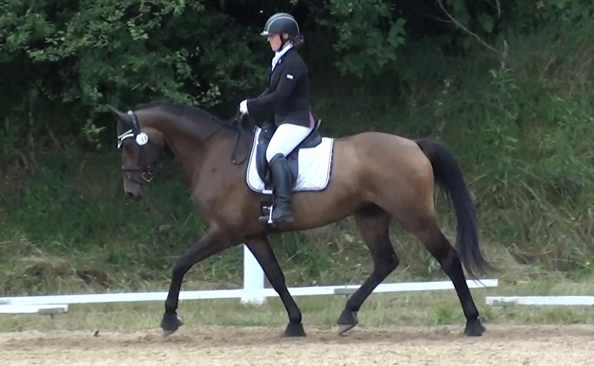 Dansk Varmblod Lisbjerggaards tiramisu billede 2