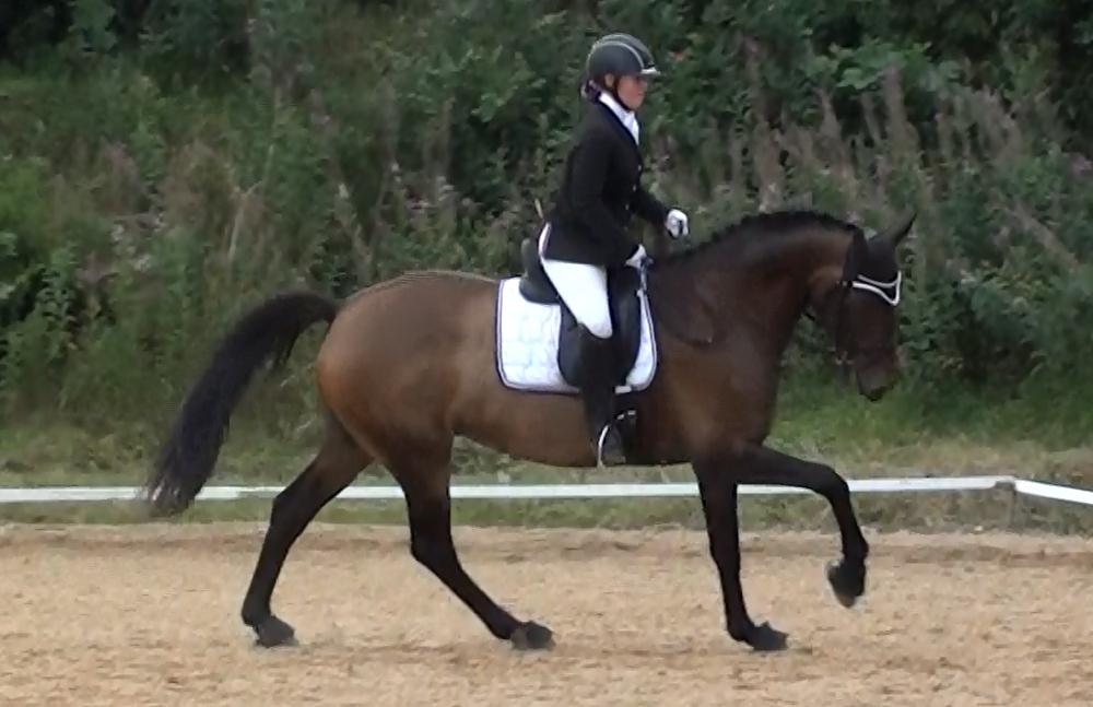 Dansk Varmblod Lisbjerggaards tiramisu - stævne august 2017, jeg var gravid i uge 26 der ♡ billede 11