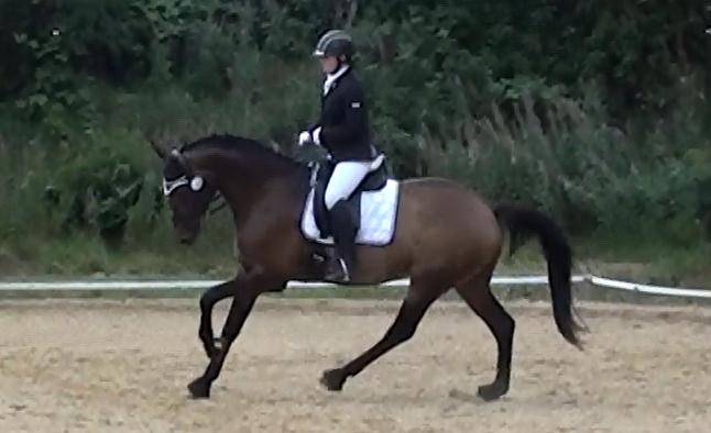 Dansk Varmblod Lisbjerggaards tiramisu - stævne august 2017, jeg var gravid i uge 26 der ♡ billede 13