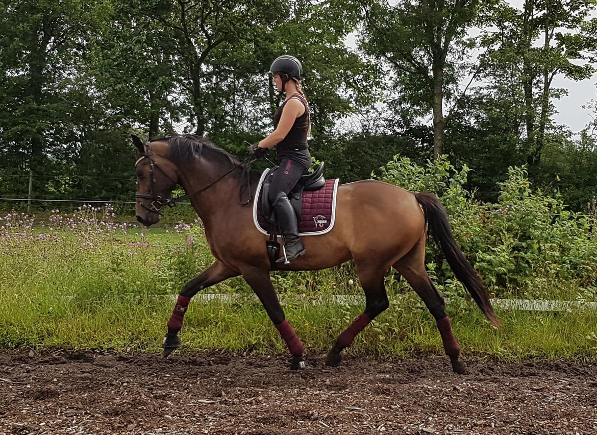 Dansk Varmblod Lisbjerggaards tiramisu - juli 2017 billede 6