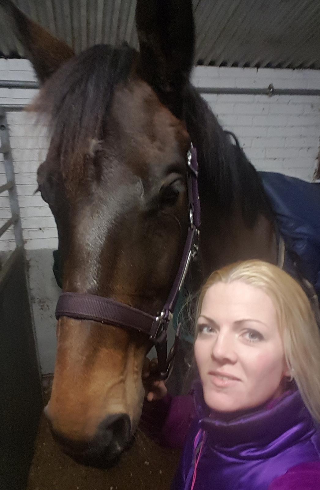 Dansk Varmblod Lisbjerggaards tiramisu - jan 2018 billede 15