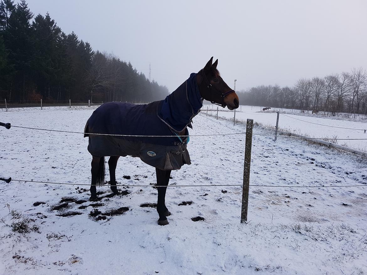 Dansk Varmblod Lisbjerggaards tiramisu - jan 2018 billede 7