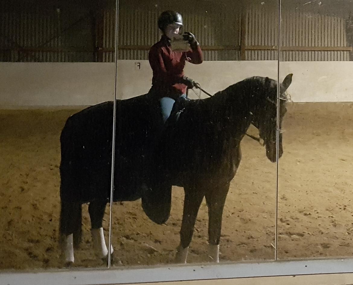 Dansk Varmblod Lisbjerggaards tiramisu - dec 2017 billede 12