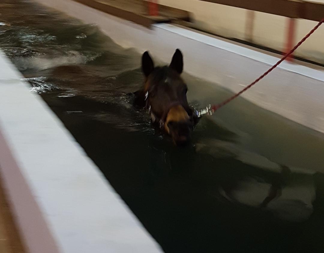 Dansk Varmblod Lisbjerggaards tiramisu - svømmetræning han 2018 billede 17