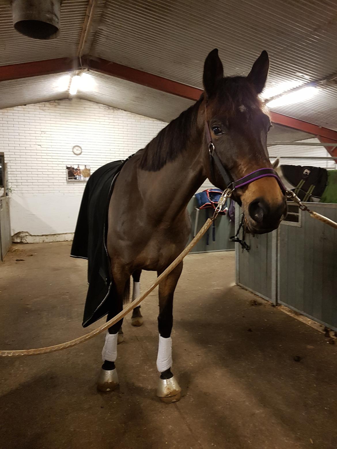 Dansk Varmblod Lisbjerggaards tiramisu - jan 2018 billede 18