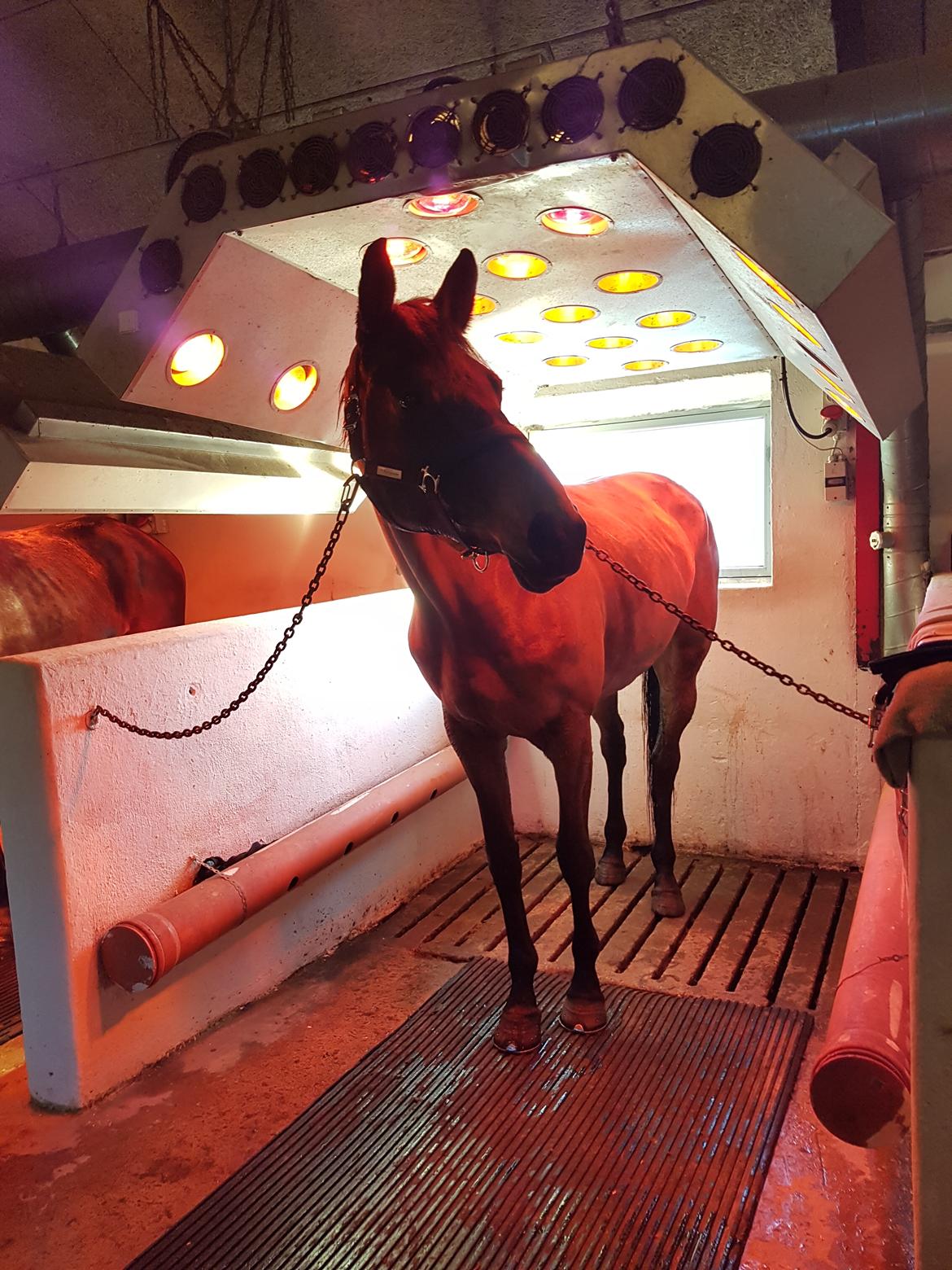 Dansk Varmblod Lisbjerggaards tiramisu - efter svømning jan 2018 billede 10