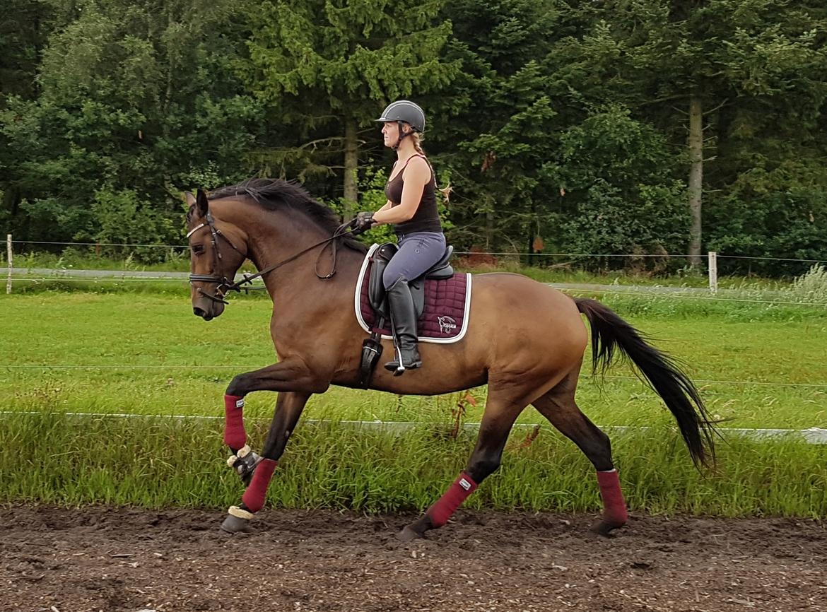 Dansk Varmblod Lisbjerggaards tiramisu billede 1