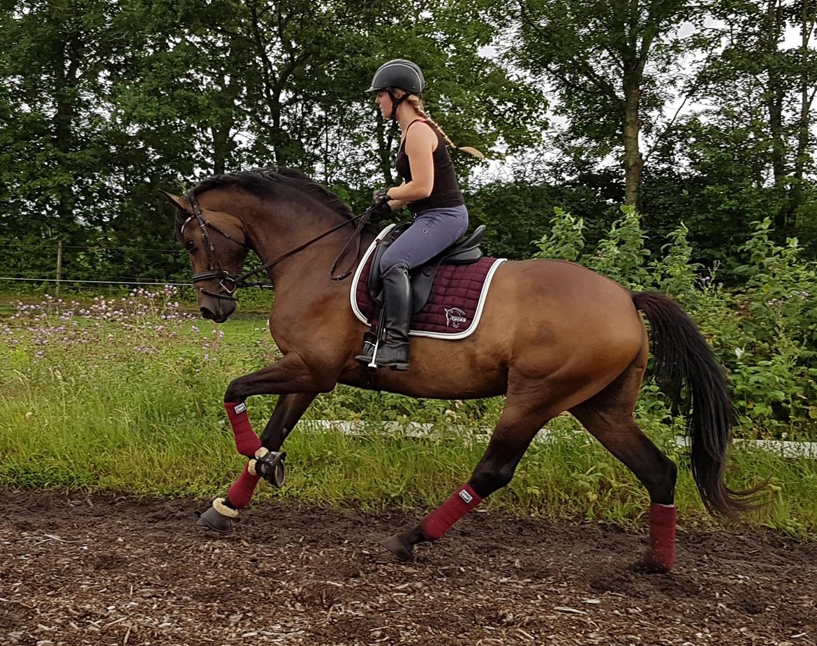 Dansk Varmblod Lisbjerggaards tiramisu - august 2017 billede 19