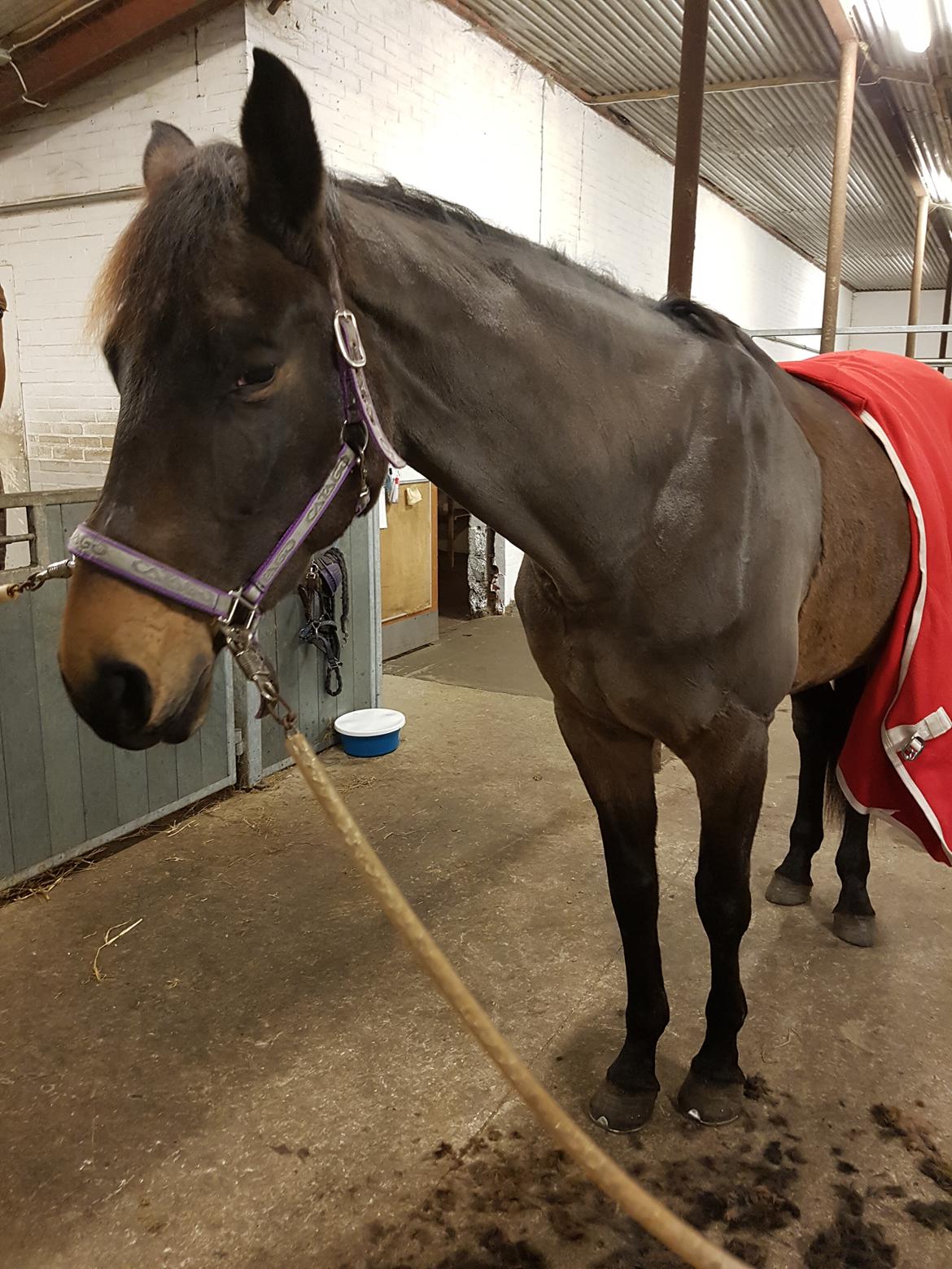 Dansk Varmblod Lisbjerggaards tiramisu - jan 2018 billede 8