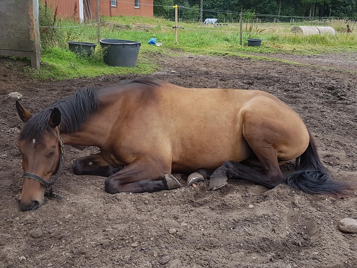 Dansk Varmblod Lisbjerggaards tiramisu - juli 2017 billede 20