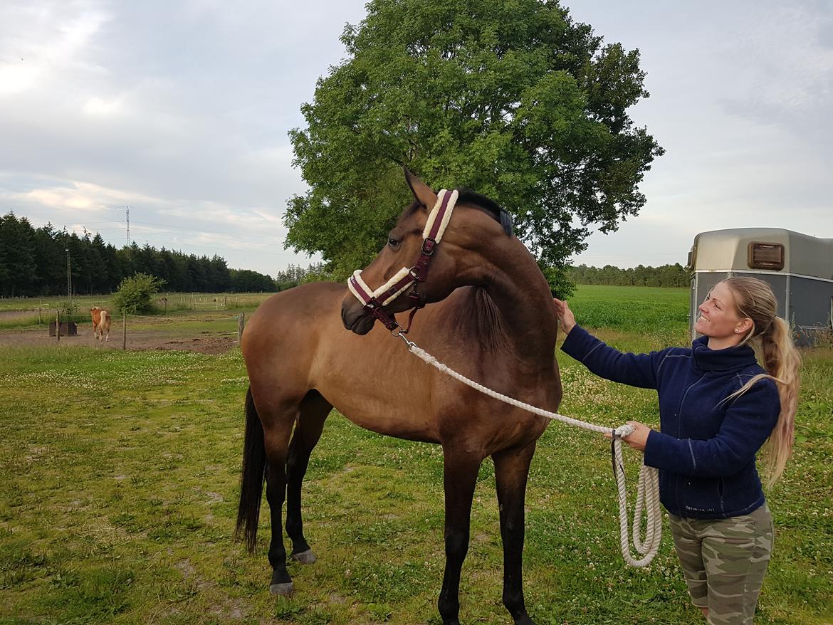 Dansk Varmblod Lisbjerggaards tiramisu - juli 2017, lige kommet hjem efter hun er min billede 16