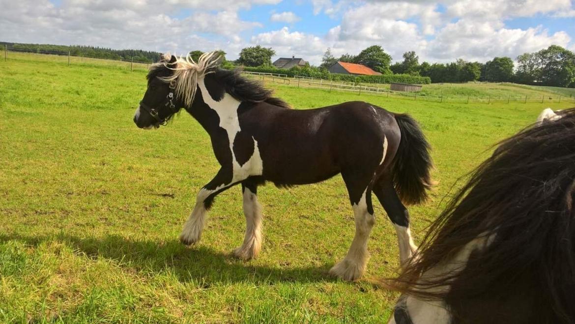 Irish Cob Haven's Haley Van Connery billede 9