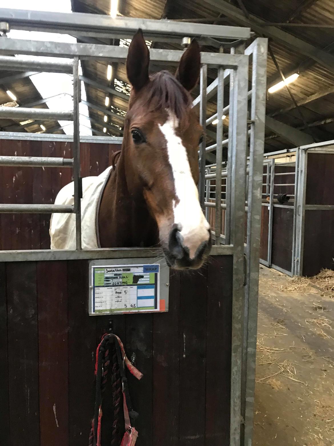 Dansk Varmblod Samantha Who - Samanthas første dag som min <333 billede 14