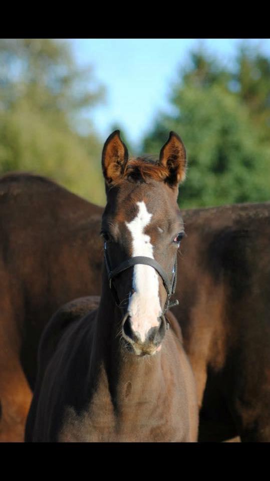 Dansk Varmblod Samantha Who billede 17