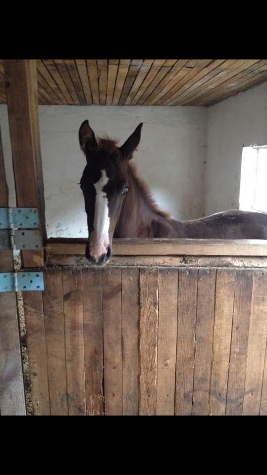 Dansk Varmblod Samantha Who billede 20