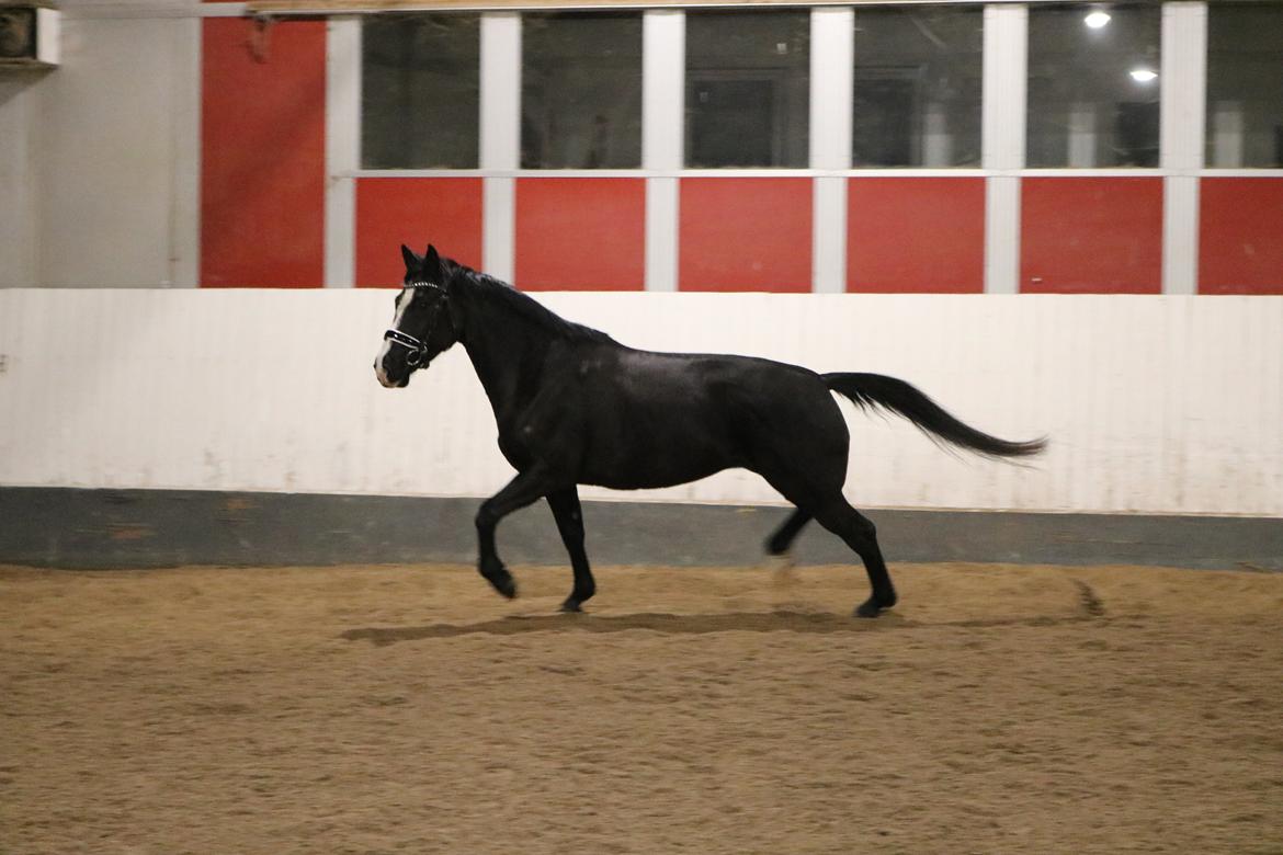 Irsk Sportshest Shadow billede 1