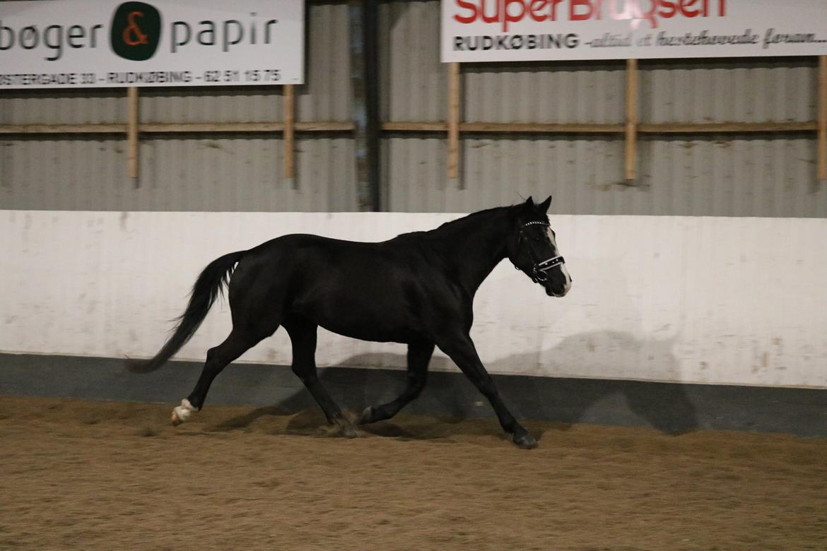 Irsk Sportshest Shadow billede 2