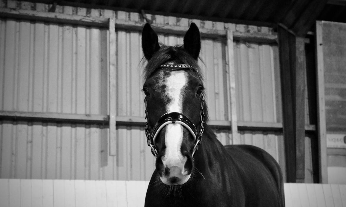 Irsk Sportshest Shadow billede 3