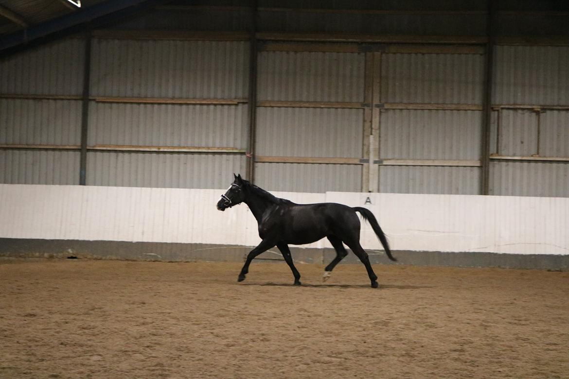 Irsk Sportshest Shadow billede 4