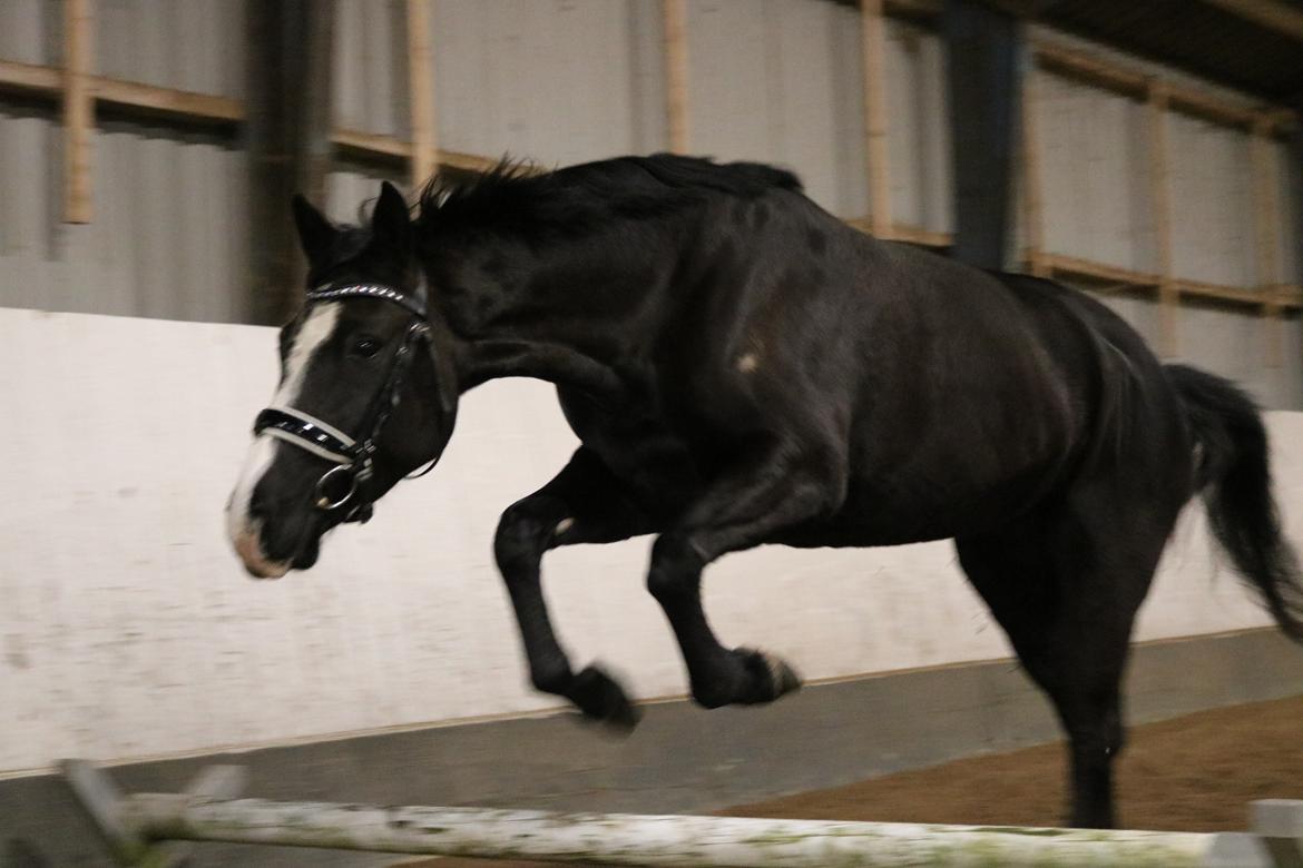 Irsk Sportshest Shadow billede 5