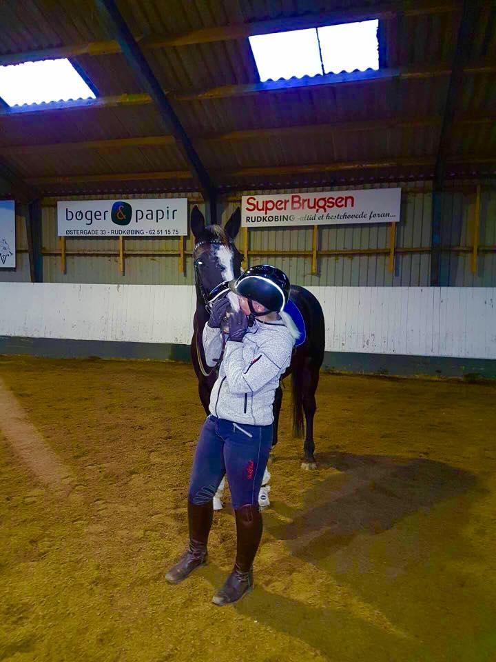 Irsk Sportshest Shadow billede 6