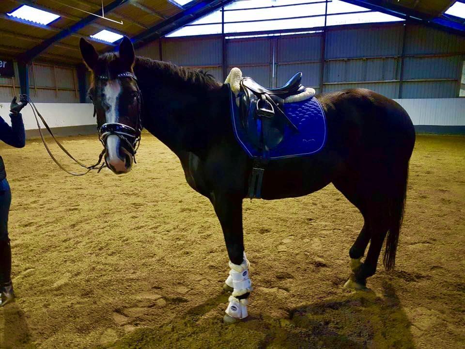 Irsk Sportshest Shadow billede 7