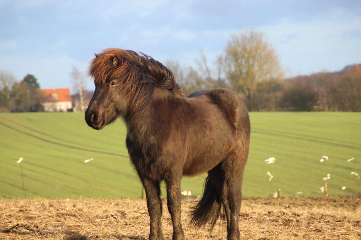 Islænder Siggi fra Vikinghøj billede 19
