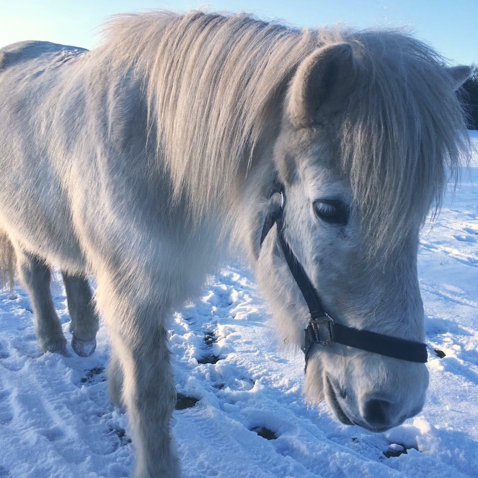 Islænder Ari snubbekorset billede 17
