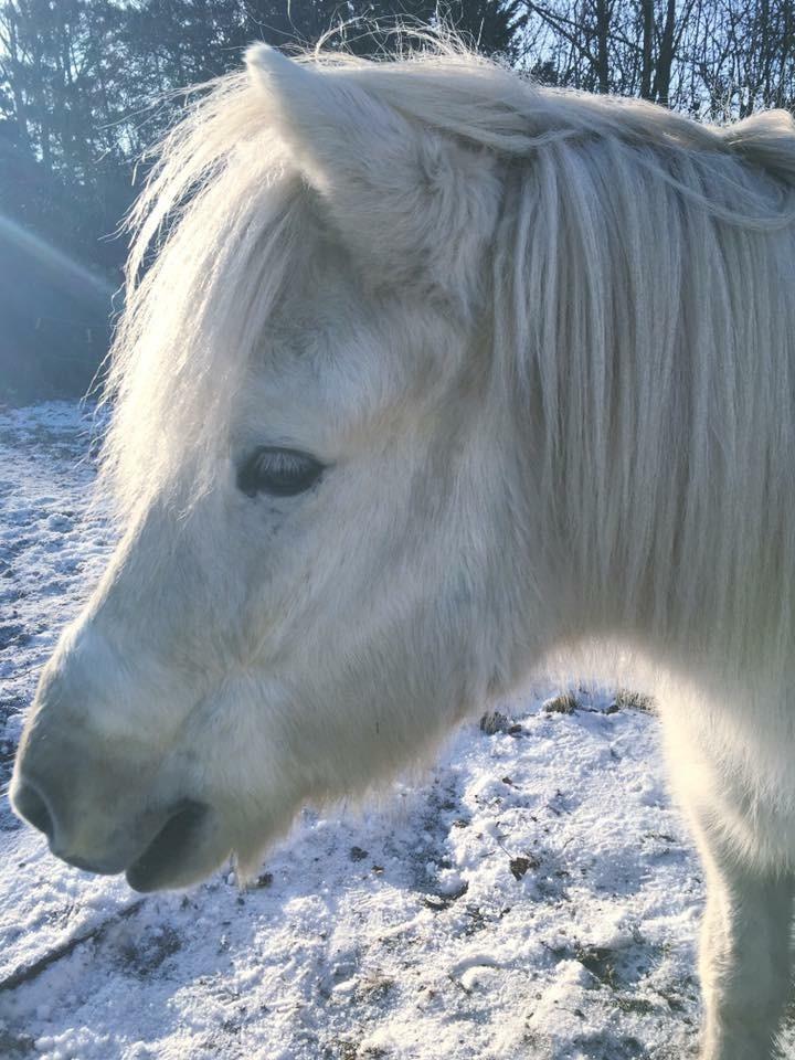 Islænder Ari snubbekorset billede 19
