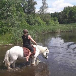 Islænder Ari snubbekorset billede 8