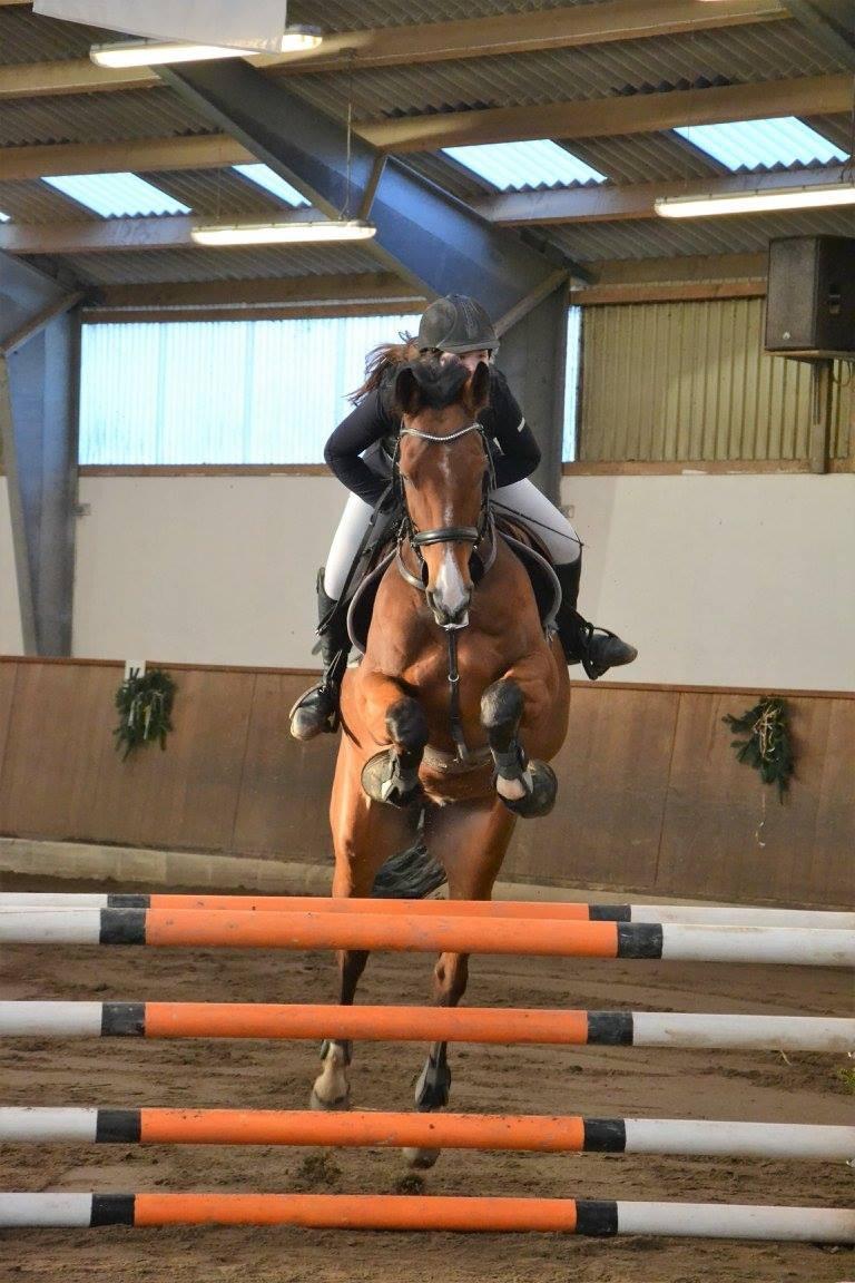 Dansk Varmblod Lertevangs castano billede 6