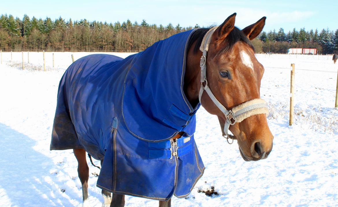 Dansk Varmblod Søndergaards Lerell (Ralle) billede 20