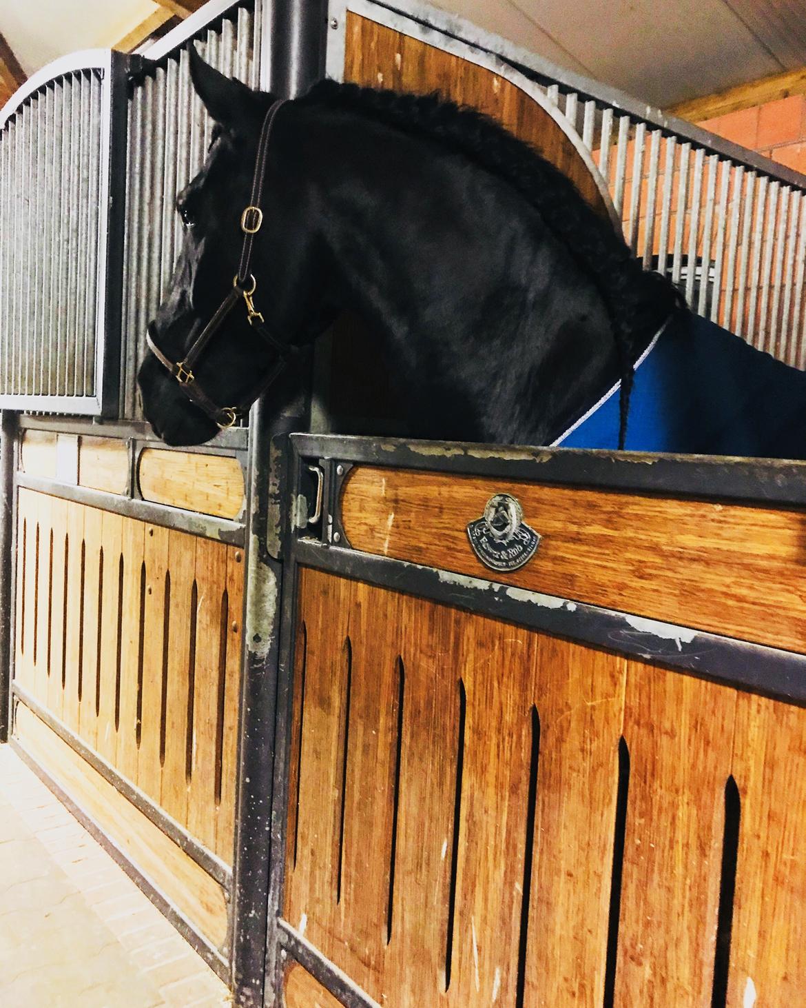 Frieser Van Helsing billede 3