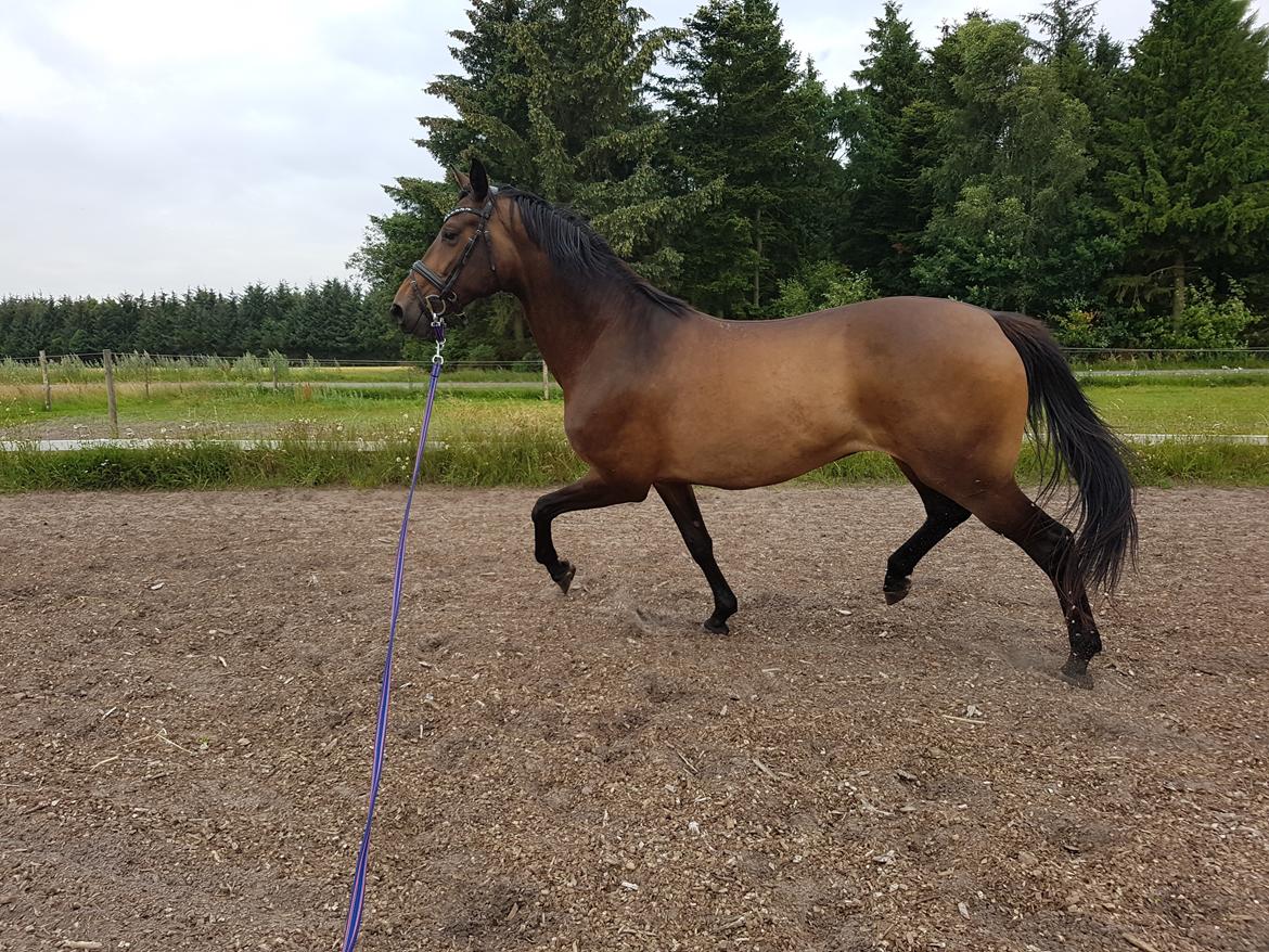 Dansk Varmblod Lisbjerggaards tiramisu - juli 2017 billede 14