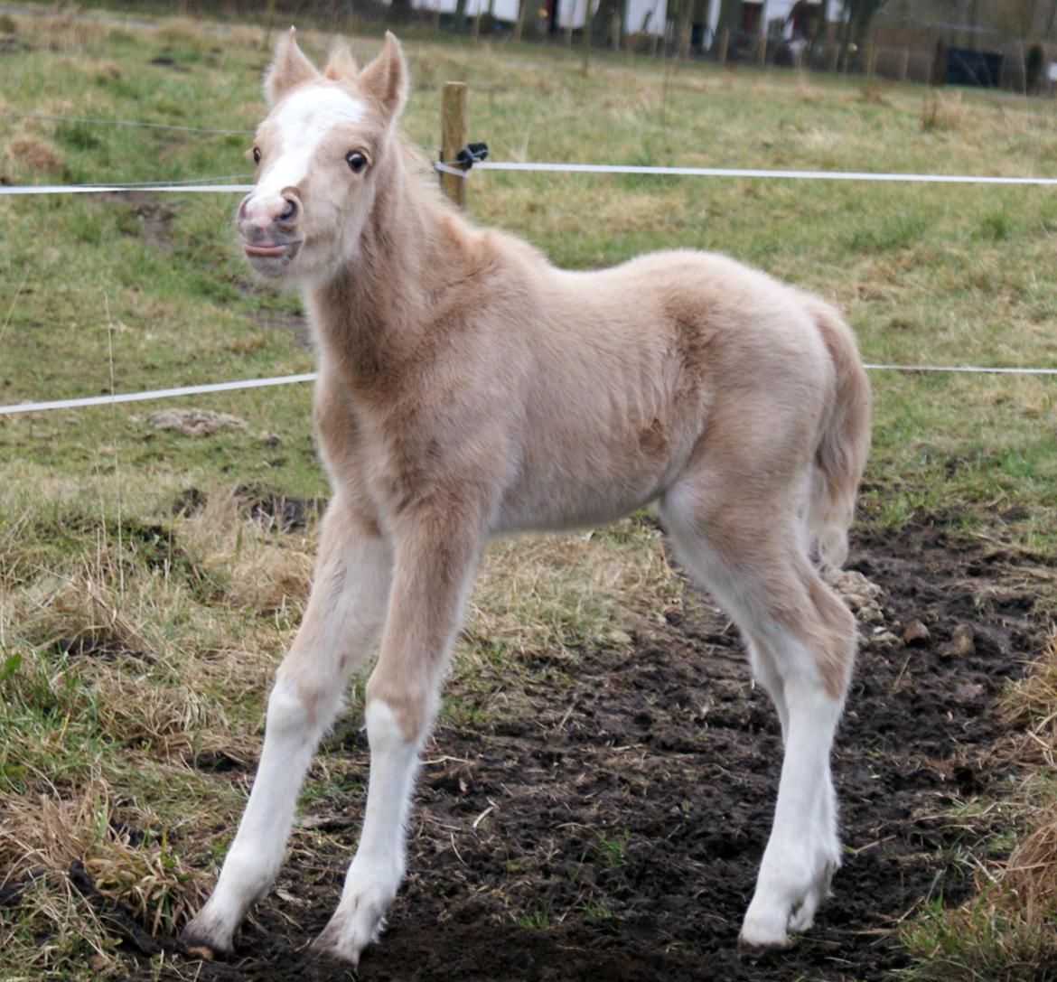 Welsh Partbred (Sec F) V.I.P. Nobility billede 2